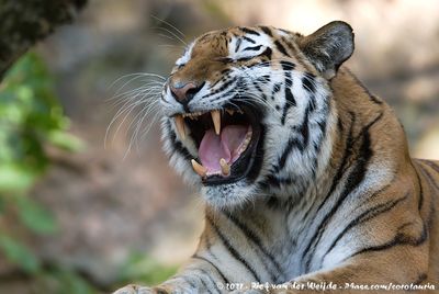 Siberian TigerPanthera tigris altaica