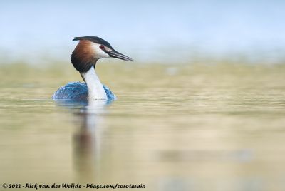 Great Crested GrebePodiceps cristatus cristatus