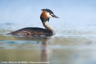 Great Crested GrebePodiceps cristatus cristatus
