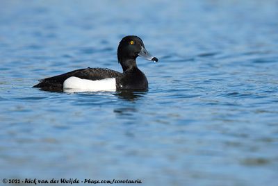 Tufted DuckAythya fuligula