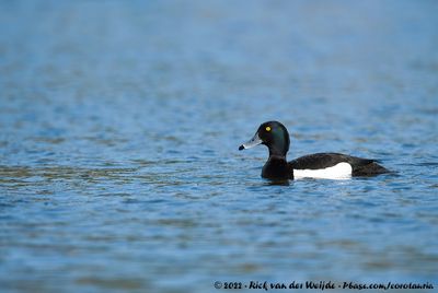 Tufted DuckAythya fuligula
