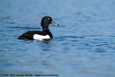 Tufted DuckAythya fuligula