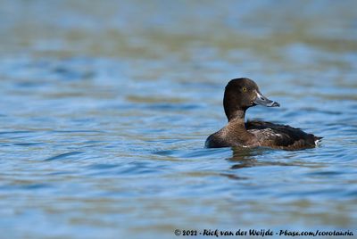 Tufted DuckAythya fuligula