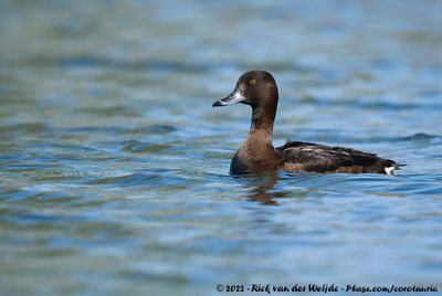 Tufted DuckAythya fuligula