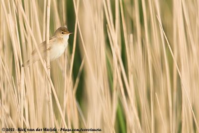Eurasian Reed WarblerAcrocephalus scirpaceus scirpaceus