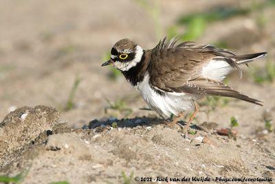 Little Ringed PloverCharadrius dubius curonicus