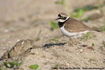 Little Ringed PloverCharadrius dubius curonicus