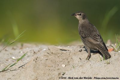 Common StarlingSturnus vulgaris vulgaris
