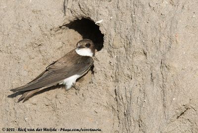 Sand MartinRiparia riparia riparia