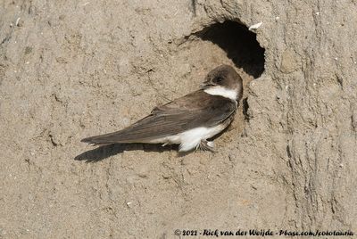 Sand MartinRiparia riparia riparia