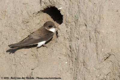 Sand MartinRiparia riparia riparia