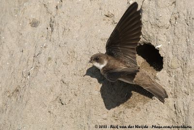 Sand MartinRiparia riparia riparia