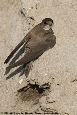 Sand MartinRiparia riparia riparia