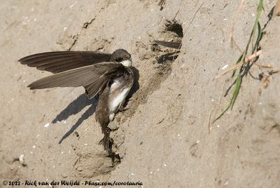 Sand MartinRiparia riparia riparia