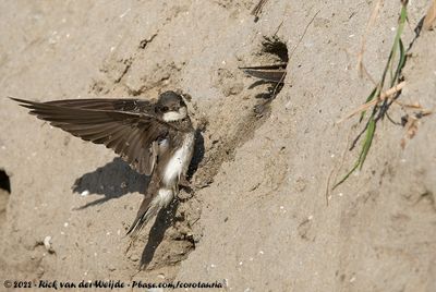 Sand MartinRiparia riparia riparia