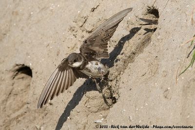Sand MartinRiparia riparia riparia