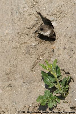 Sand MartinRiparia riparia riparia