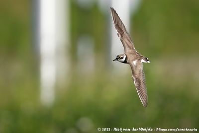 Little Ringed PloverCharadrius dubius curonicus