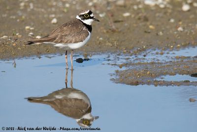 Little Ringed PloverCharadrius dubius curonicus