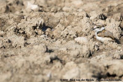 Little Ringed PloverCharadrius dubius curonicus