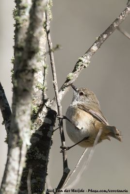 Inland ThornbillAcanthiza apicalis apicalis