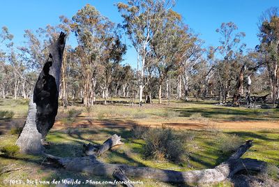 Dryandra Woodland