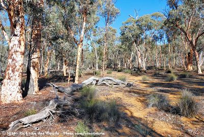 Dryandra Woodland