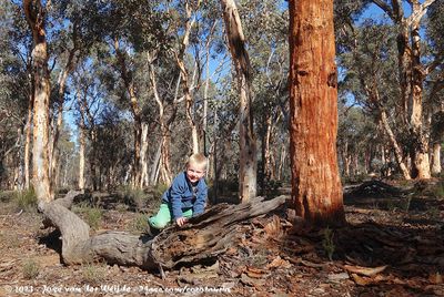 Guus in Dryandra