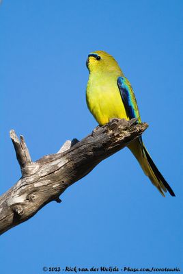 Elegant ParrotNeophema elegans carteri