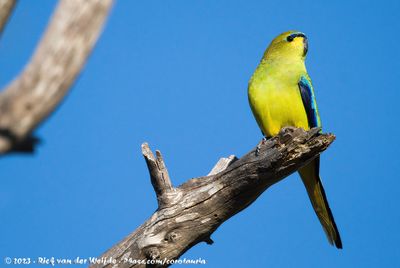 Elegant ParrotNeophema elegans carteri