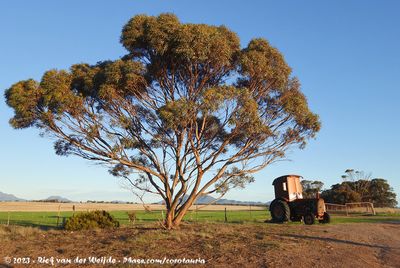 Cars tractor into the Wild