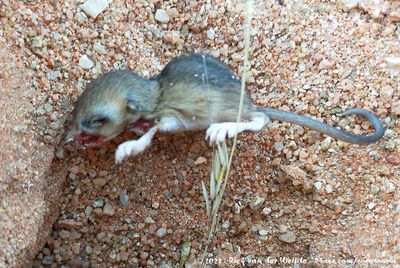? Gerbil spec. ?? Gerbilliscus spec. ?