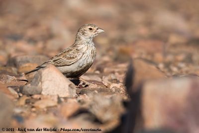 Grey-Backed Sparrow-LarkEremopterix verticalis damarensis