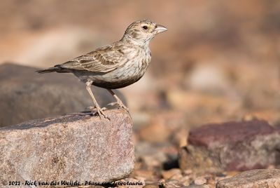 Grey-Backed Sparrow-LarkEremopterix verticalis damarensis