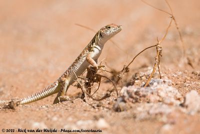 Spotted Sand LizardMeroles suborbitalis