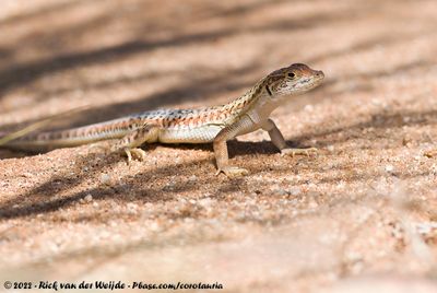 Spotted Sand Lizard  (Meroles suborbitalis)