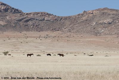 Feral HorseEquus caballus