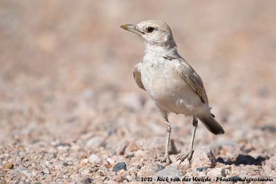 Gray's LarkAmmomanopsis grayi grayi