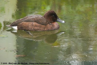 HardheadAythya australis