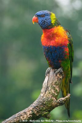 Rainbow LorikeetTrichoglossus moluccanus moluccanus