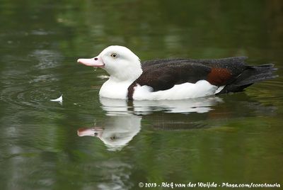 Radjah ShelduckRadjah radjah ssp.