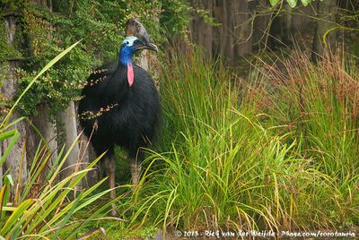 Southern CassowaryCasuarius casuarius