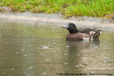 Baer's Pochard  (Baers Witoogeend)
