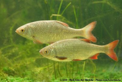 Common RuddScardinius erythropthalmus