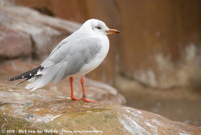 Grey-Headed GullChroicocephalus cirrocephalus poiocephalus