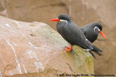 Inca TernLarosterna inca