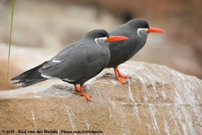 Inca TernLarosterna inca