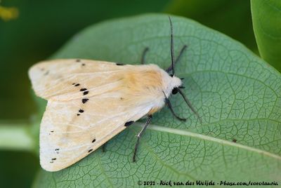 Buff ErmineSpilosoma lutea lutea