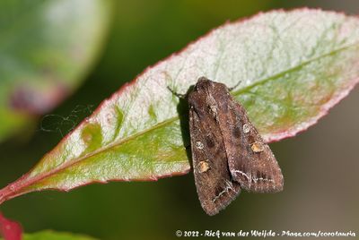 Bright-Line Brown-EyeLacanobia oleracea