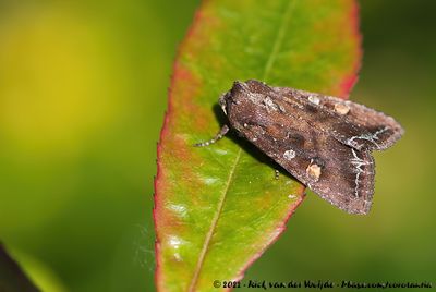 Bright-Line Brown-EyeLacanobia oleracea